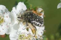 Oxythyrea funesta