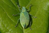 Polydrusus planifrons