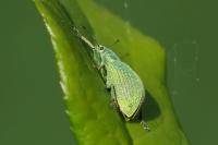 Polydrusus planifrons