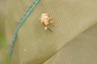 Curculio nucum