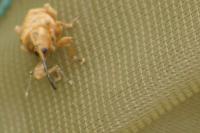 Curculio nucum