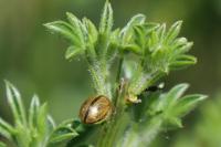 Gonioctena olivacea