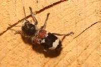 Clerus mutillarius