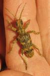 Rhagium sycophanta