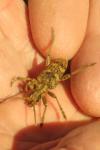 Rhagium sycophanta