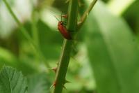 Pyrochroa serraticornis