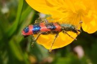 Trichodes alvearius