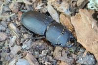 Dorcus parallelipipedus