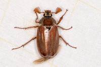 Melolontha melolontha