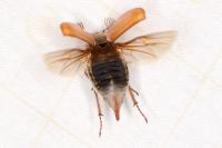 Melolontha melolontha