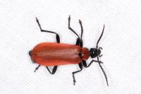 Pyrochroa coccinea