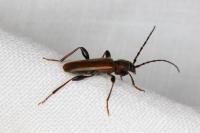 Phymatodes testaceus