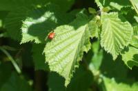 Apoderus coryli