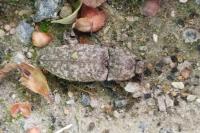 Agrypnus murinus