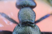Meloe proscarabaeus