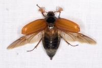 Melolontha melolontha