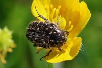 Oxythyrea funesta