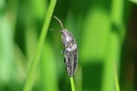 Cidnopus pilosus