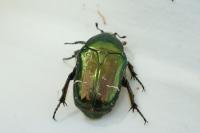 Cetonia aurata