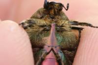 Cetonia aurata