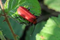 Pyrochroa coccinea