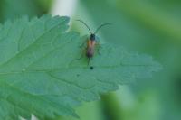 Alosterna tabacicolor