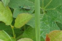 Oedemera nobilis
