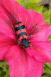 Trichodes alvearius
