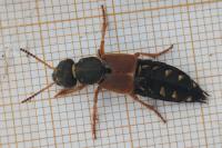 Staphylinus dimidiaticornis