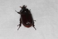 Oryctes nasicornis