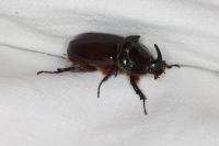 Oryctes nasicornis