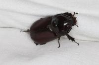 Oryctes nasicornis