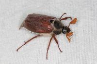 Melolontha melolontha