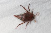 Melolontha melolontha