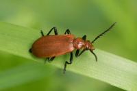 Pyrochroa serraticornis