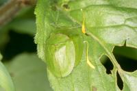 Cassida viridis