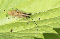 Agapanthia villosoviridescens