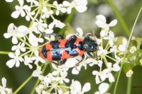 Trichodes alvearius