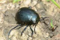 Timarcha goettingensis