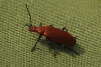 Pyrochroa serraticornis