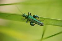 Oedemera nobilis