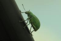 Polydrusus
