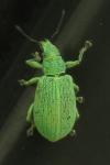 Polydrusus