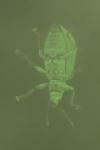 Polydrusus