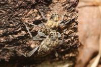 Xylotrechus rusticus