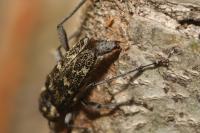 Xylotrechus rusticus