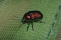Cryptocephalus