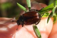 Phyllopertha horticola