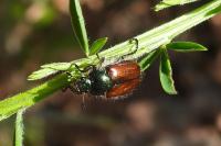 Phyllopertha horticola