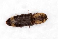 Lacon querceus